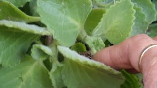 Ajwain Plant HerbCare 🌱Amazing Health Benefits homegardening youtube [upl. by Esilram]