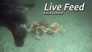 Live Feed Crabs and Scallop Gallop [upl. by Arhaz]