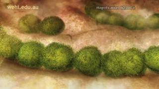 Immune System  Fighting Infection by Clonal Selection 2009 Etsuko Uno wehitv [upl. by Inavoy976]