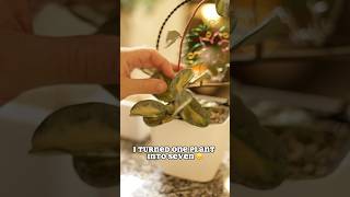 Propagating my favorite Hoya hoya plantpropagation houseplant tutorial fyp [upl. by Idnyl]