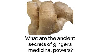 GINGER ZINGIBER OFFICINALE – ANCIENT MEDICINAL PLANT [upl. by Rowland]