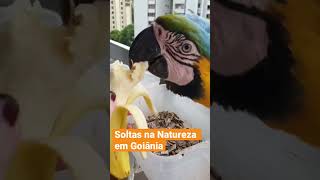 Araras Soltas na Natureza vindo comer na varanda de Apartamento shorts [upl. by Huang]