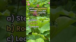 Only Botanists Can Pass This Plant Quiz  Can You quiz trivia quiztime [upl. by Flemming76]