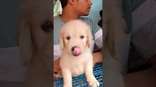 Very cute puppy at very low priceGaliff Street pet marketKolkatarecent dog priceIndia [upl. by Alya]