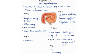 HIRSCHSPRUNGS DISEASE NOTES ONE PAGE NOTES  LARGE INTESTINE  SURGERY  4TH PROFF  MBBS [upl. by Calder]