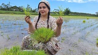 Taking rice sprouts to the field and Preparation of paddy land part 2 [upl. by Ris]