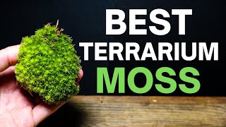 The BEST Moss For Terrariums Top 3 [upl. by Aggappera]