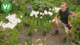 Der Garten im Juni  Stauden Gemüsegarten mulchen Stangenbohnen [upl. by Annabella133]