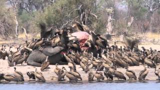 Imvelo Safari Lodges  Vultures feeding on an elephant [upl. by Aehsat]