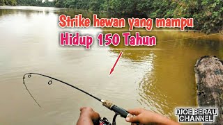 Strike Hewan Bertenaga Kuda  Sungai Segah Berau KALTIM [upl. by Ardnaeel]