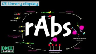 Recombinant Antibody  rAb  RRecombinant Antibody Production [upl. by Celeski651]