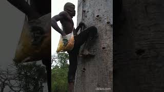 World Hardest Tree Climbing [upl. by Tuppeny]