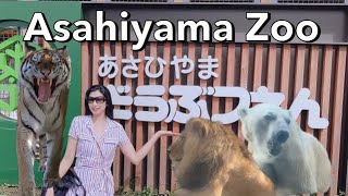 Hokkaido Trip Asahiyama Zoo 🐯tiger 🐧penguins 🐻‍❄️polar bear How to get to Asahiyama Zoo 850 [upl. by Tavi820]