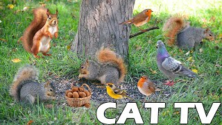 PETS TV 🐶😸 Squirrel And Bird On The Green Grass 🐿🦜 Videos Help Cats Reduce Stress  Relax Your Cat 🌿 [upl. by Netsryk393]