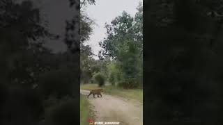 Bandhavgarh National park tiger shortvideo viralvideo [upl. by Enyalaj790]