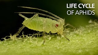 Life cycle of aphids [upl. by Namzzaj811]