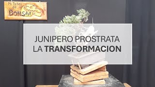 Junipero prostrata la TRANSFORMACION [upl. by Asselem41]