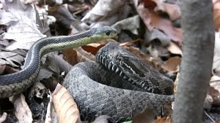 SHTV 1  quotMichigans Rattlesnakequot Eastern Massasauga [upl. by Radke]