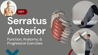 Serratus Anterior Function [upl. by Leiuqese]