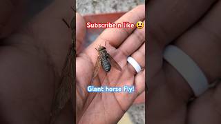 Yuck Just got attacked by a Giant Fly shorts fly farm homesteading horsefly [upl. by Gustafson]