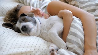 Should My Dog Sleep In Bed with Me [upl. by Maryjane467]