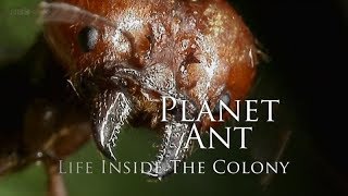 BBC – Planet Ant Life Inside the Colony 2013 1080p High Quality [upl. by Atteram206]