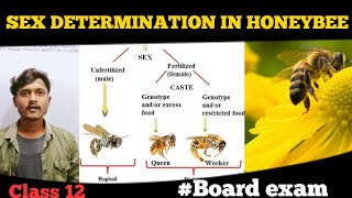 SEX DETERMINATION IN HONEYBEE CLASS 12  PRINCIPLE OF INHERITANCE AND VARIATION  GENETICS [upl. by Ajat217]