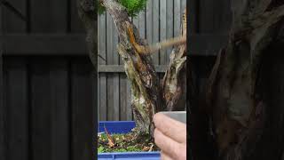 Thuja Occidentalis En breve vídeo completo bonsaiaficionado bonsaiparaprincipiantes bonsai [upl. by Connett]