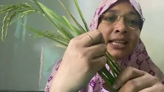 LeafLeaf Sheath LiguleAuricle HSC masumamila viralvideo [upl. by Islek]