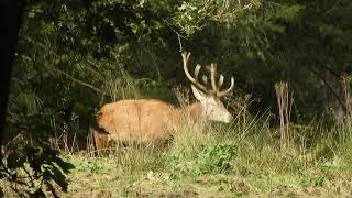 Rood Wild Noord Veluwe  13102024 [upl. by Lesslie]