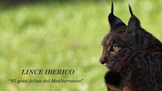 Lince Ibérico Sierra de Andújar 2024 [upl. by Cece]