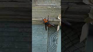 Gently Catching a Giant Hornet with Tweezers [upl. by Robinett219]