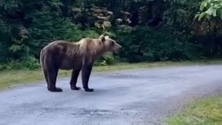 Giant Kodiak Alaska Brownbear Absolute MonsterBear الدب البني العملاق [upl. by Aielam]