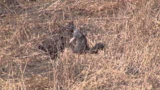 California Ground Squirrel Warning Call [upl. by Veejar]