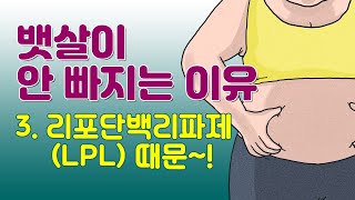 뱃살이 안빠지는 이유 3 리포단백리파제LPL 때문 [upl. by Aseral]