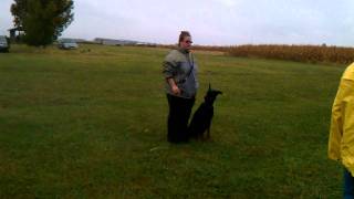 Practice Schutzhund BH pattern [upl. by Tonnie]