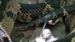 LACHESIS MELANOCEPHALA RATTLING [upl. by Pontias]