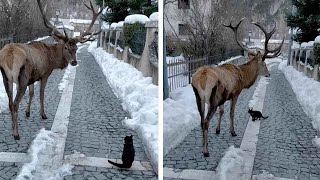 Curious Cat Approaches Male Deer  shorts [upl. by Sochor]