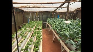 Hydroponics farming system in Kenya  part 1 [upl. by Ieluuk]