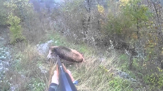 Driven wild boar hunting  Pissed off charging boars  Ultimate Hunting [upl. by Will]