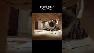 紙袋ホイホイ🐱  Cats Trap  shorts cat [upl. by Lledo]