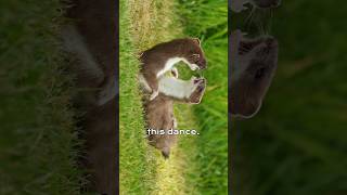 Wild stoats and weasels are both members of the mustelid family stoats stoatsanimals facts wild [upl. by Atisor]