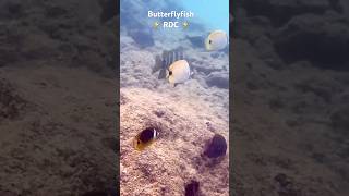 Snorkeling with Butterflyfish raddadchad [upl. by Bertie]