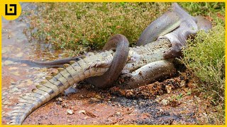 Top 15 Moments When Huge Snakes Eat Their Prey That Will Make You Cringe [upl. by Diva]