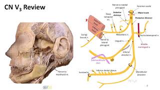 Infratemporal Fossa LO  Mandibular n [upl. by Woolley]