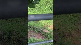 අහම්බෙන් හමුඋන යාලුවෙක් නම දන්නවද trending ceylonnews viralvideo foryou animals startortoise [upl. by Leiru]