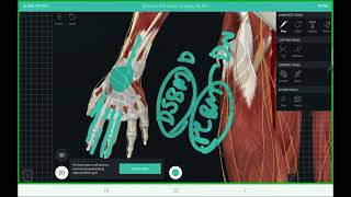 MEDIAN NERVE course injuries and frequent questions in mrcs partA exam english [upl. by Paine]