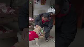 dog ​​bought meat and received dog food as a gift狗狗買肉被贈狗糧，感動了 [upl. by Xirtaeb]