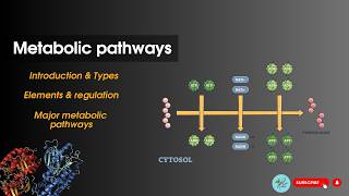 Metabolic pathways Introduction  Bioenergetics Biochemistry [upl. by Wendin]