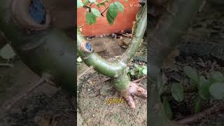 E6 THEN vs NOW VIEW OF MY Guggul plant like garden 1ksubs plants thankyou [upl. by Ayatahs]